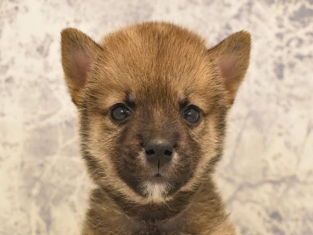 神奈川県の柴犬(標準サイズ) (ペッツワン相模原愛川インター店/2024年7月28日生まれ/男の子/胡麻)の子犬